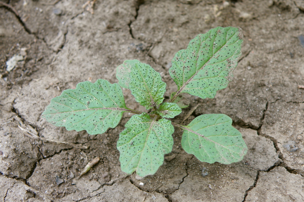 Image of Nicandra physalodes specimen.