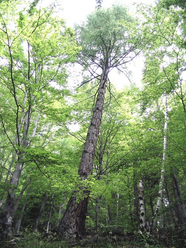 Image of Larix decidua specimen.