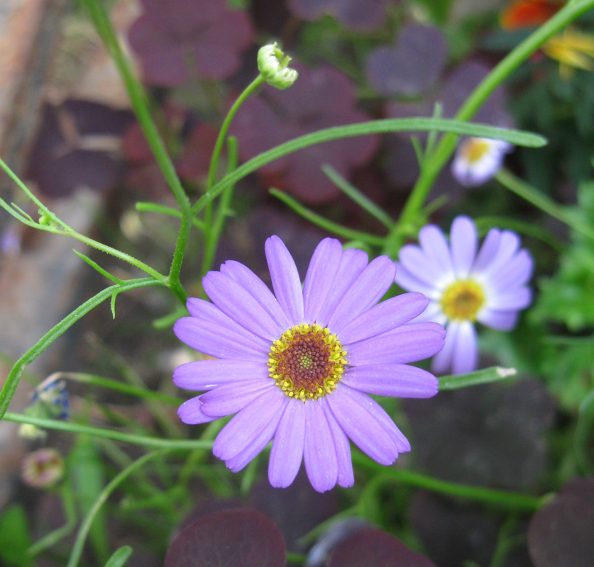 Image of Brachyscome multifida specimen.