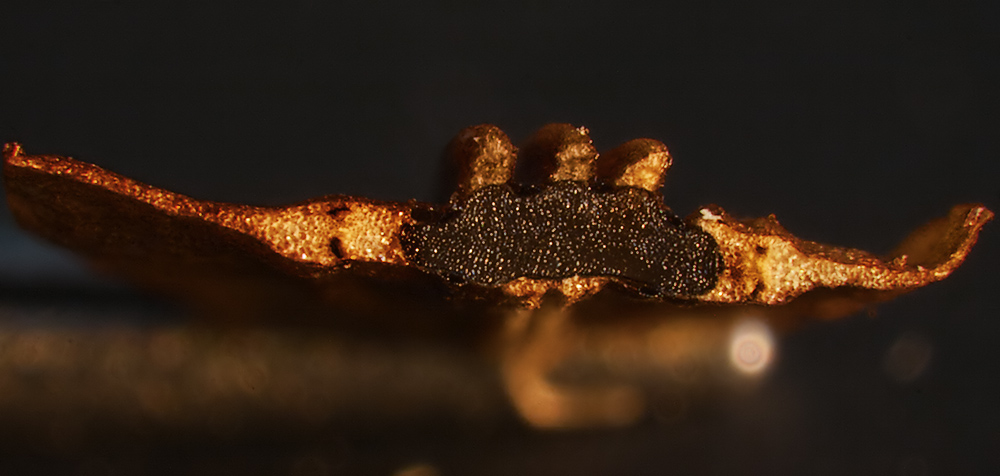 Image of Angelica sylvestris specimen.