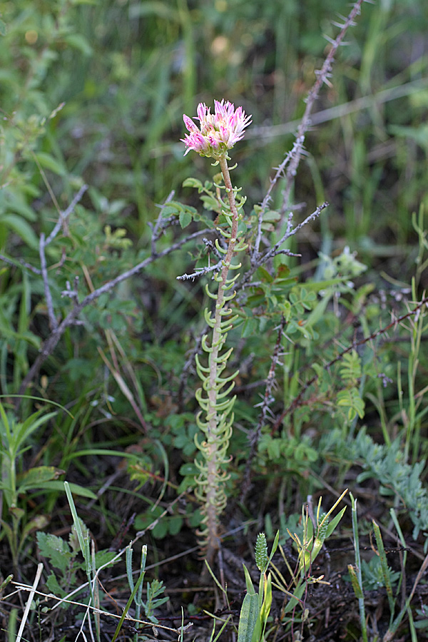 Image of genus Pseudosedum specimen.