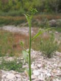 genus Lapsana. Верхушка побега с нераскрывшимся соцветием. Краснодарский край, Крымский р-н, окр. ст. Неберджаевская, р. Богого. 17.09.2013.