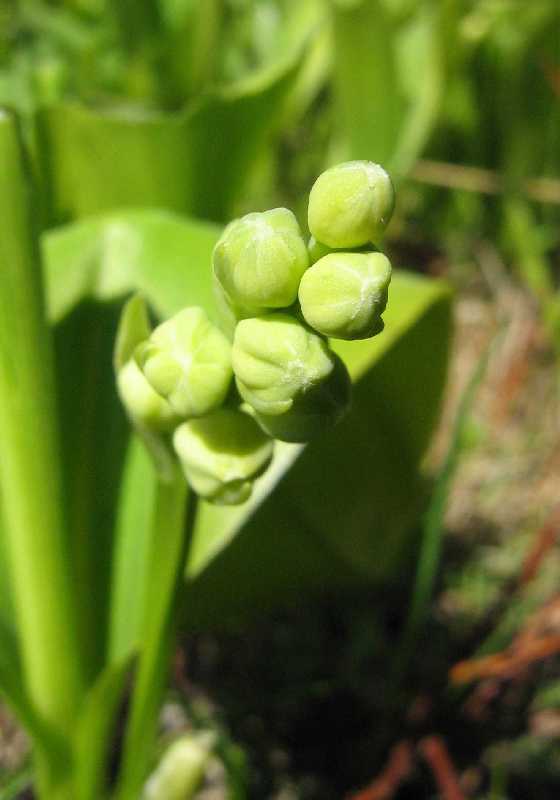 Image of Convallaria majalis specimen.