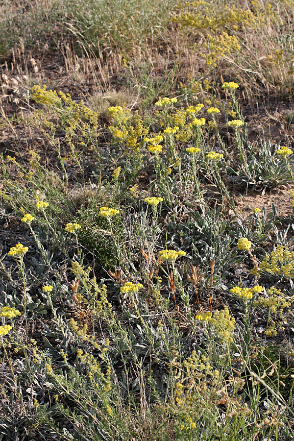 Image of Helichrysum maracandicum specimen.