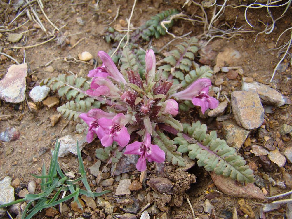 Image of Pedicularis semenowii specimen.