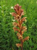 Orobanche lutea