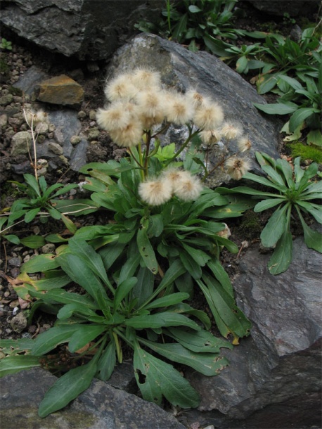 Image of Erigeron politus specimen.