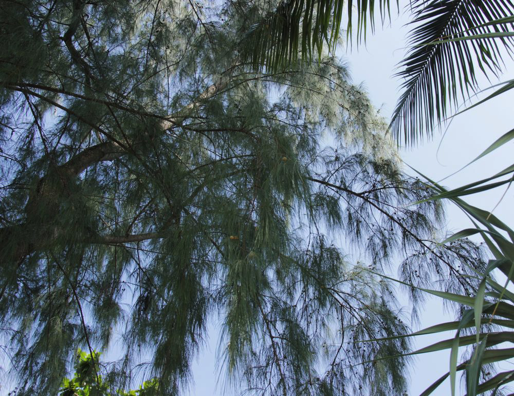 Image of Casuarina equisetifolia specimen.