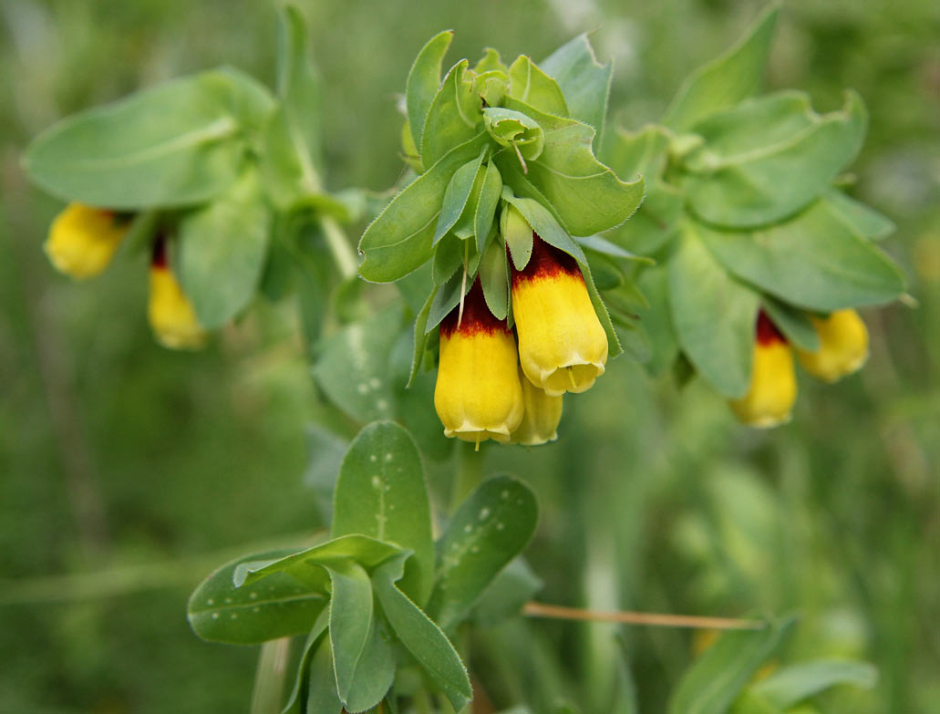 Image of Cerinthe major specimen.