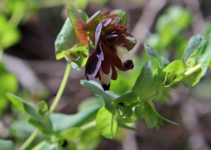 Image of Cerinthe retorta specimen.