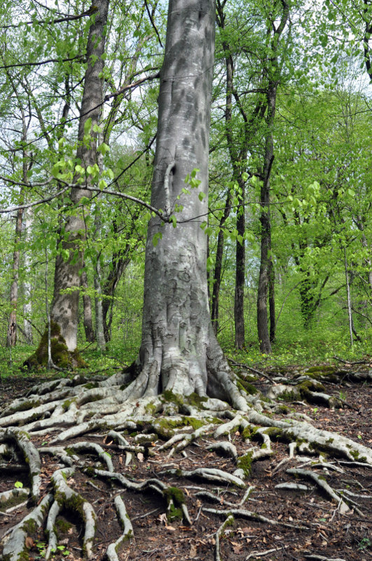 Изображение особи Fagus orientalis.