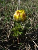 Adonis vernalis. Растение с бутонами. Крым, северная часть Карадагского заповедника. 13 марта 2014 г.