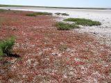 Salicornia perennans