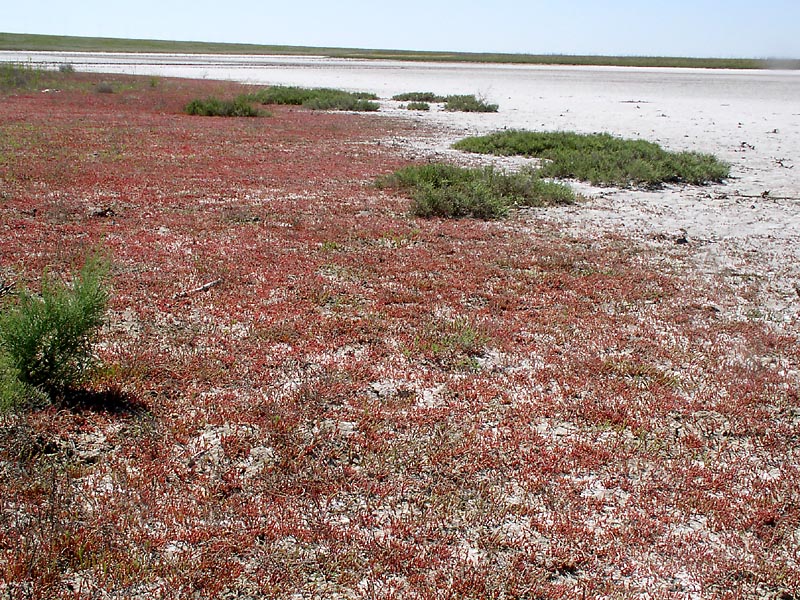 Изображение особи Salicornia perennans.