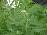 род Chenopodium