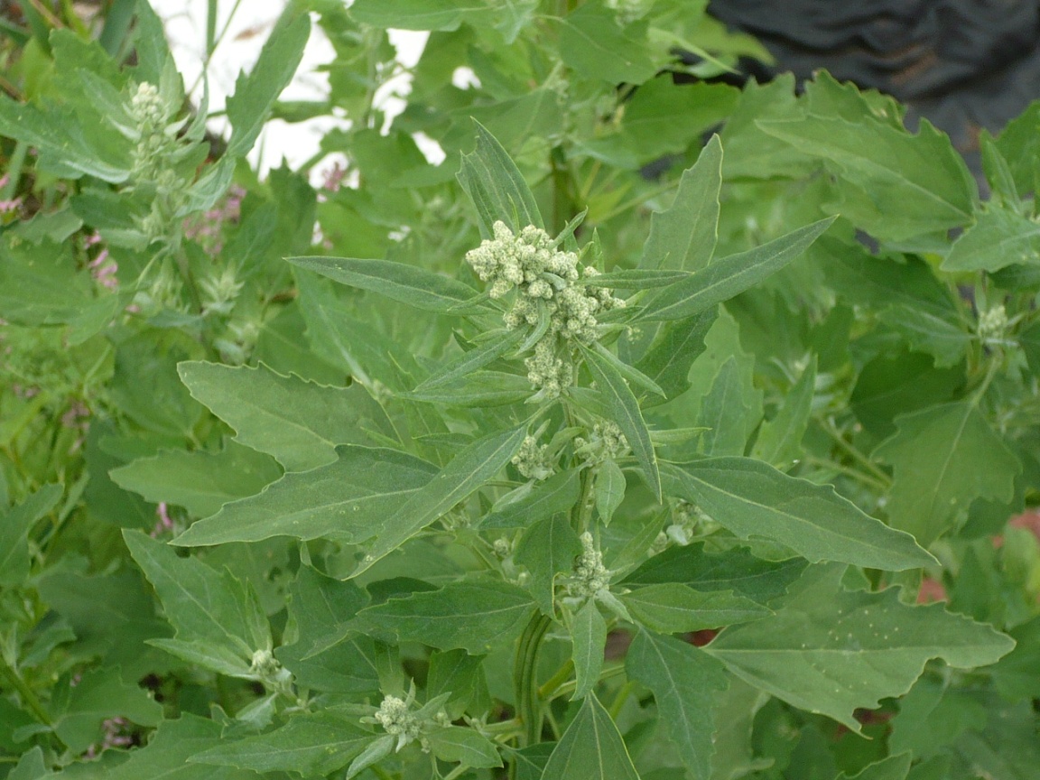 Изображение особи род Chenopodium.