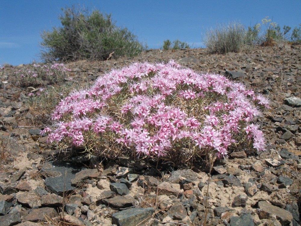 Image of Acanthophyllum pungens specimen.