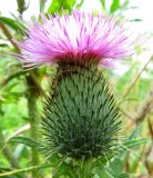 Cirsium vulgare