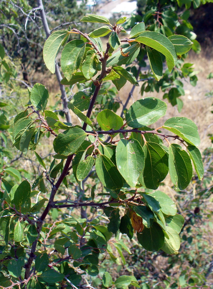 Image of Paliurus spina-christi specimen.