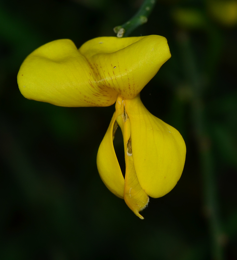 Image of Spartium junceum specimen.