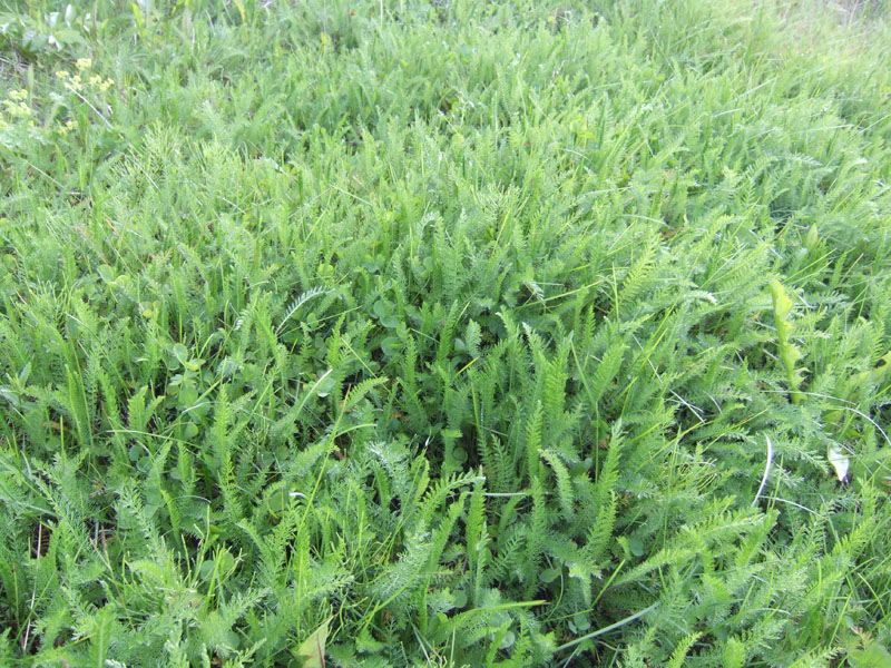 Image of Achillea apiculata specimen.