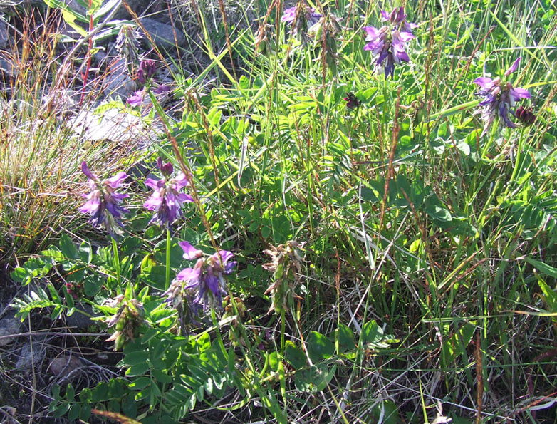 Image of Astragalus subpolaris specimen.