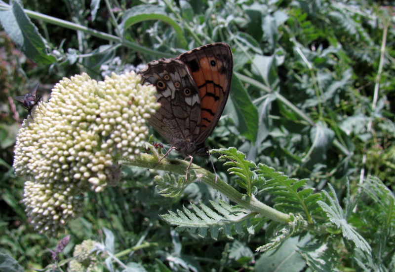 Изображение особи Achillea filipendulina.