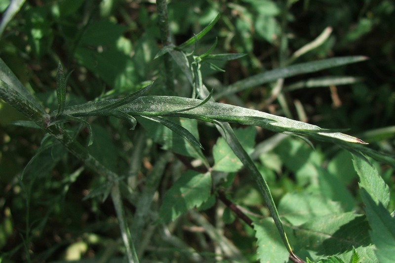 Image of Symphyotrichum subulatum var. squamatum specimen.