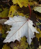 genus Populus