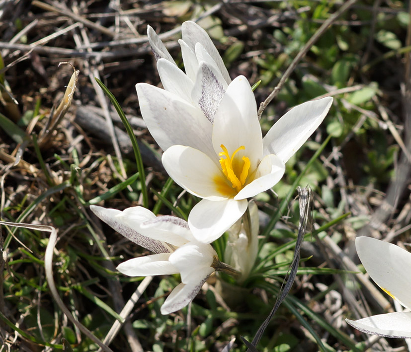 Image of Crocus alatavicus specimen.