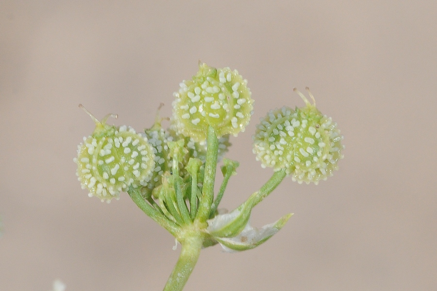 Image of Eremodaucus lehmannii specimen.