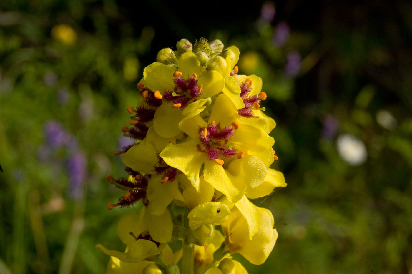 Изображение особи Verbascum nigrum.