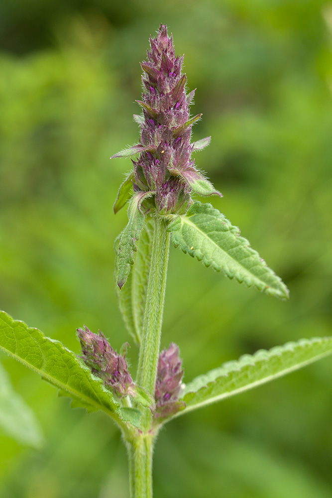 Изображение особи Betonica officinalis.