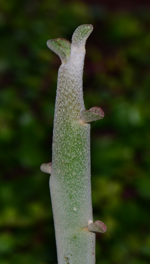 Изображение особи Euphorbia lomelii.