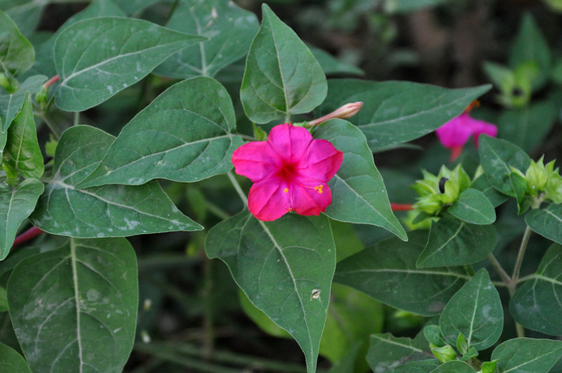 Изображение особи Mirabilis jalapa.