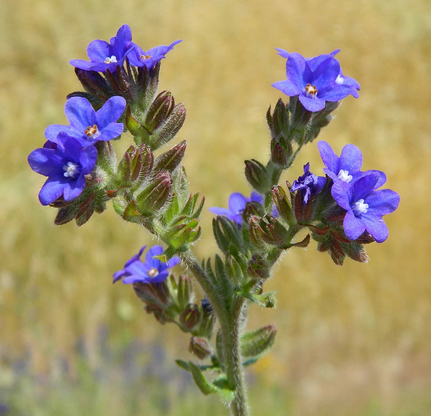 Anchusa cespitosa