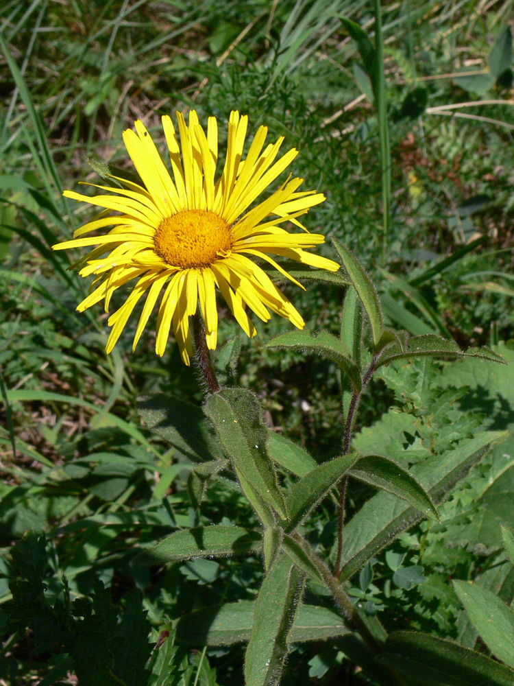 Image of Inula hirta specimen.