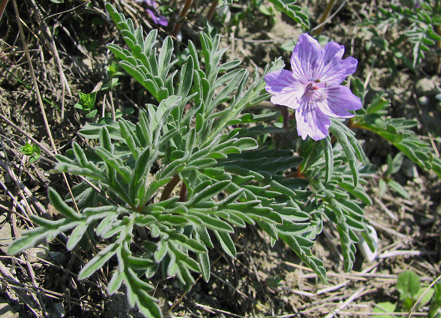 Изображение особи Geranium tuberosum.