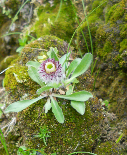 Изображение особи Erigeron eriocalyx.