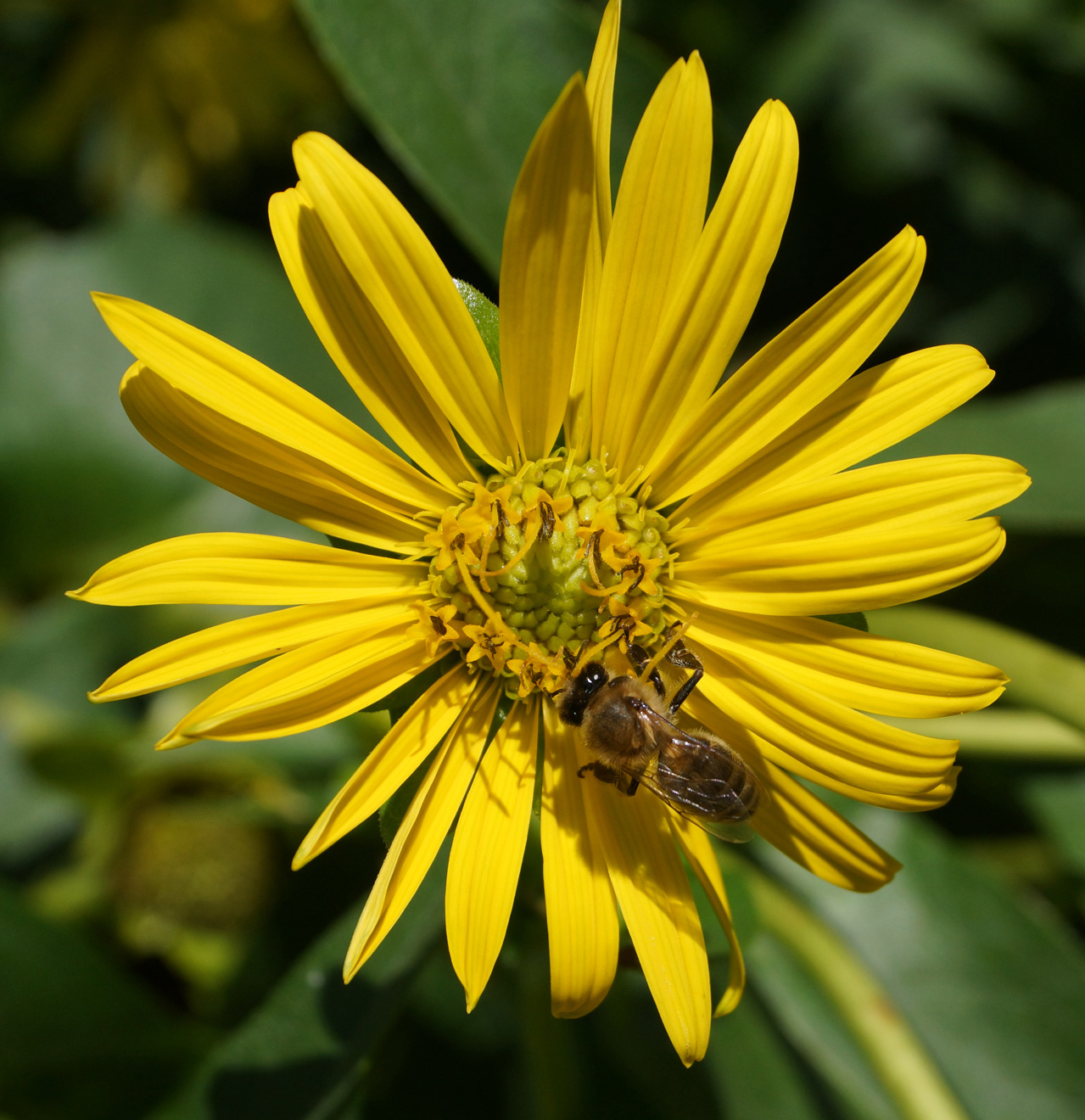 Image of Silphium perfoliatum specimen.