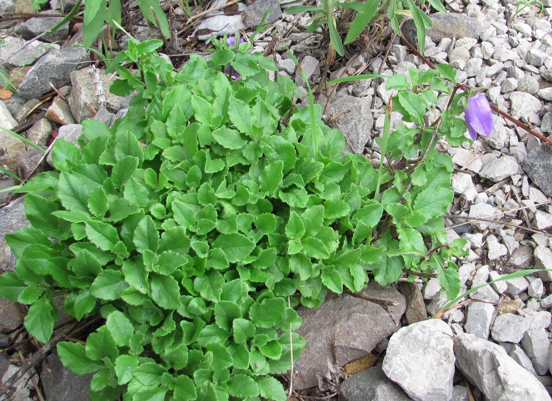 Image of Campanula longistyla specimen.