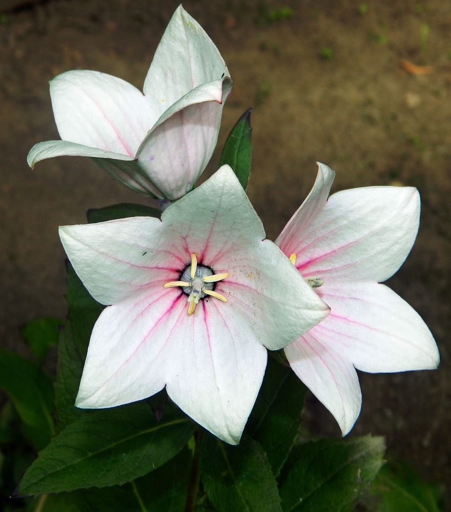 Image of Platycodon grandiflorus specimen.