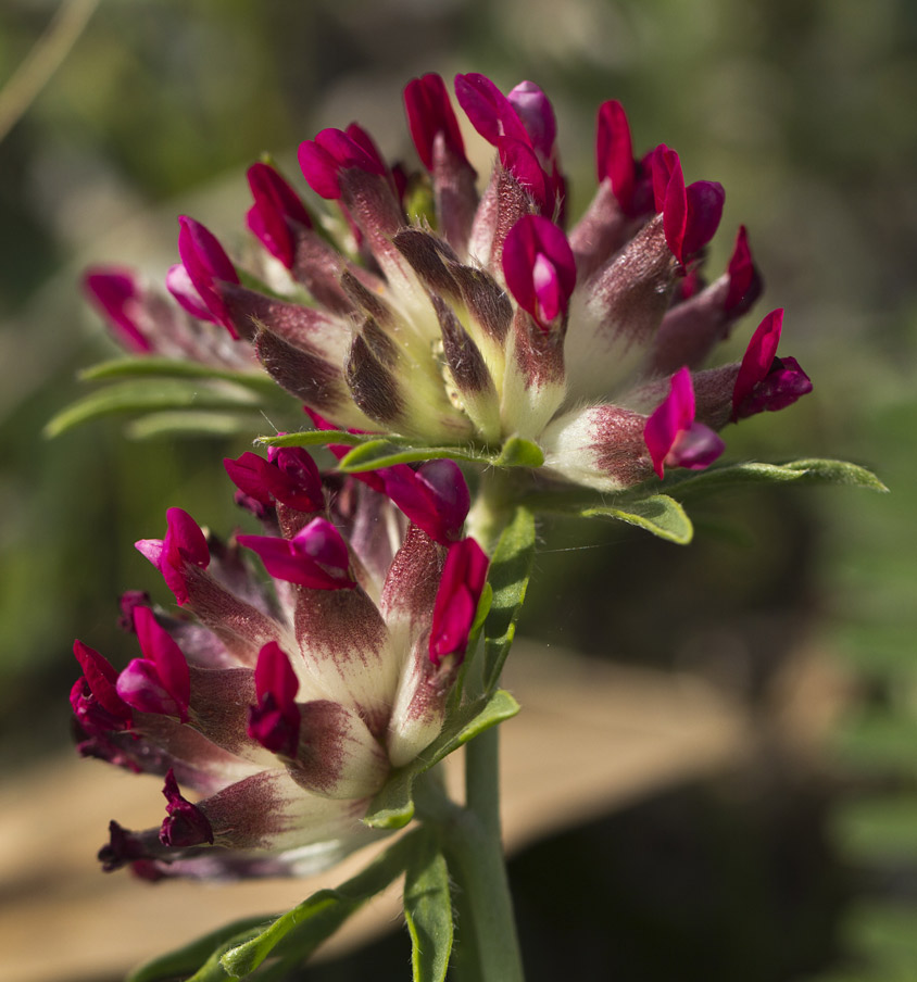 Image of Anthyllis vulneraria ssp. rubriflora specimen.