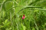 Lathyrus nissolia. Верхушка побега с цветком. Республика Адыгея, г. Майкоп, восточная окраина города, на лугу. 22.05.2016.