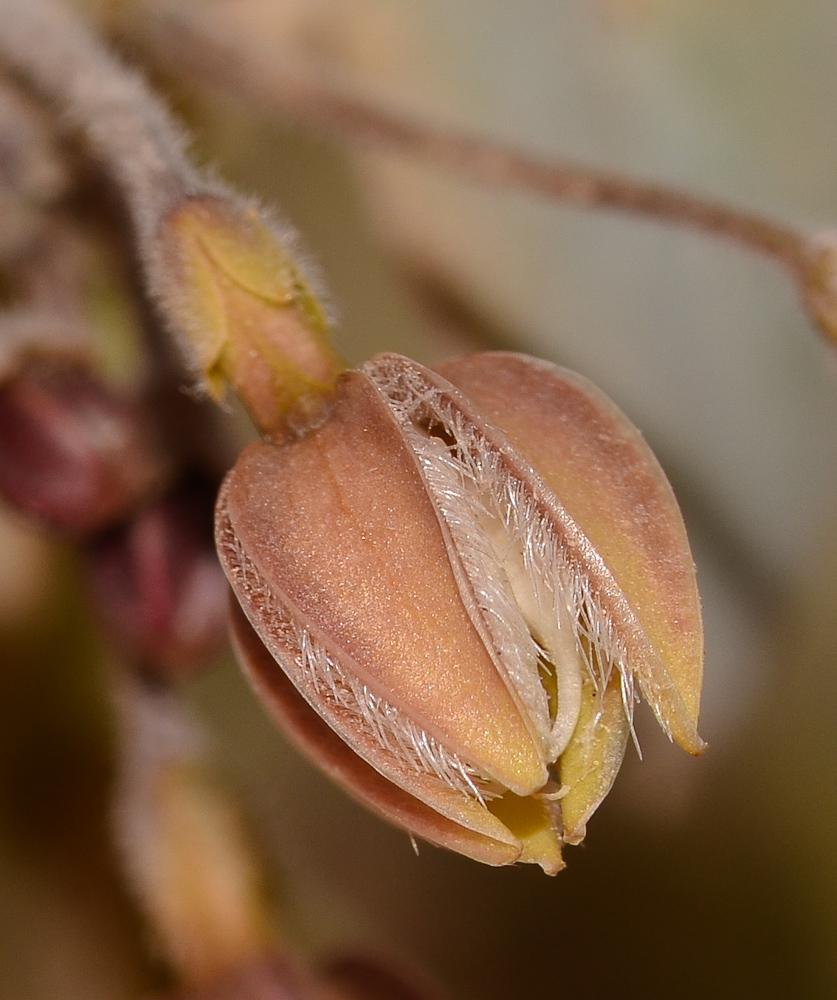 Image of Pergularia tomentosa specimen.