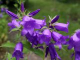 Campanula latifolia