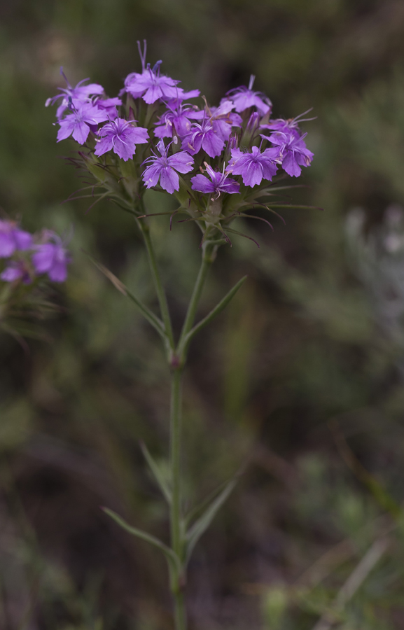 Image of Dianthus pseudarmeria specimen.