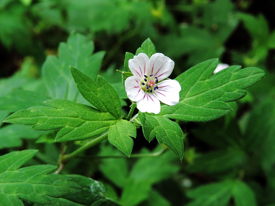 Image of Geranium sibiricum specimen.