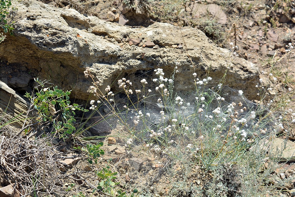 Image of Gypsophila capitata specimen.