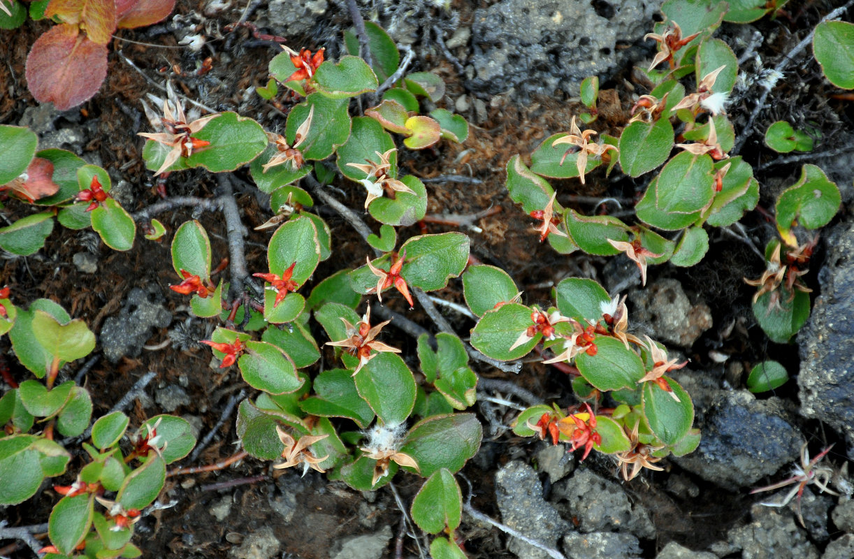 Image of Salix herbacea specimen.